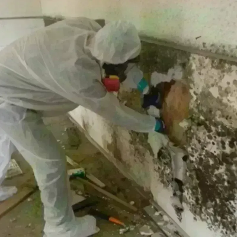 Mold Remediation and Removal in Plainfield, IN